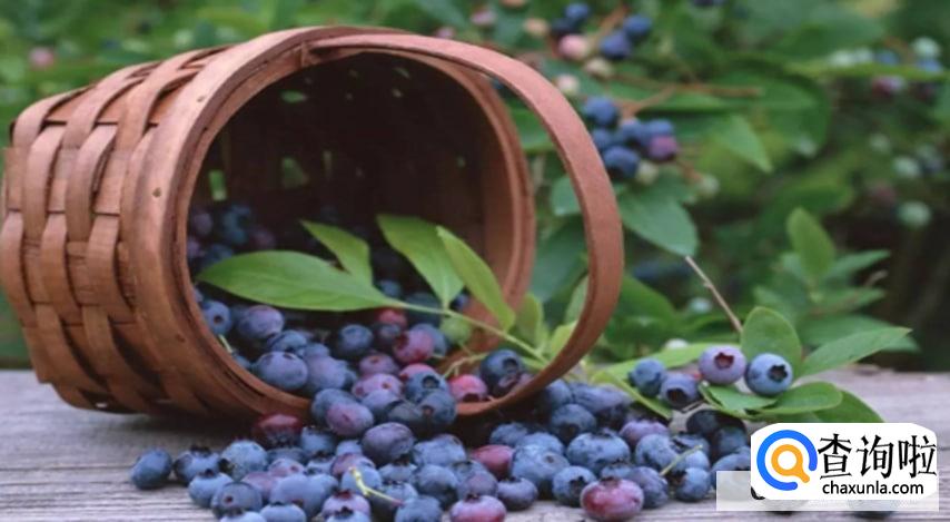 蓝莓越小花青素真的越多吗