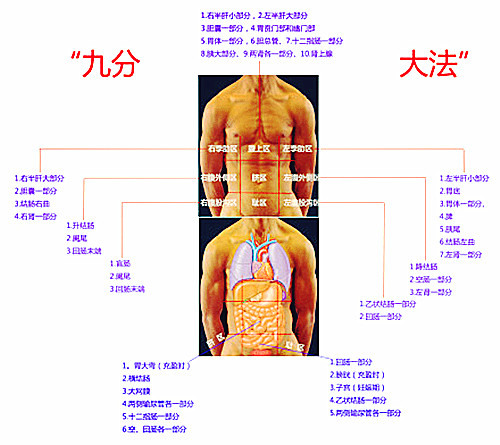 腹部九区的划分