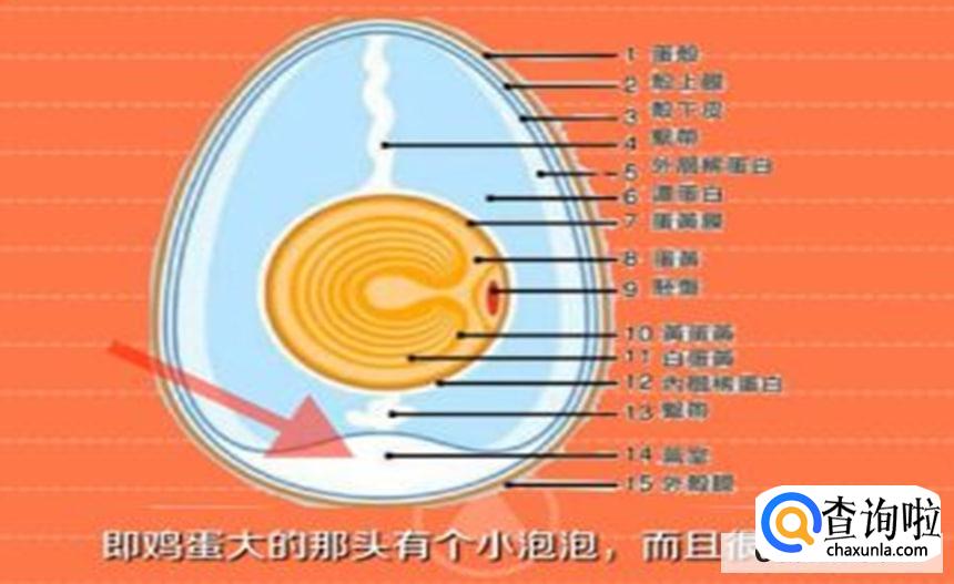 如何辨别真假鸡蛋