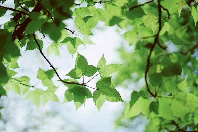 秋天树叶为什么会变黄