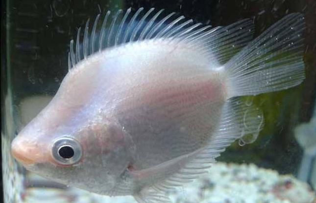 为什么有的鱼能监测水质污染