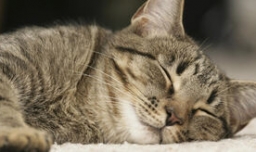 撸猫的技巧有哪些？