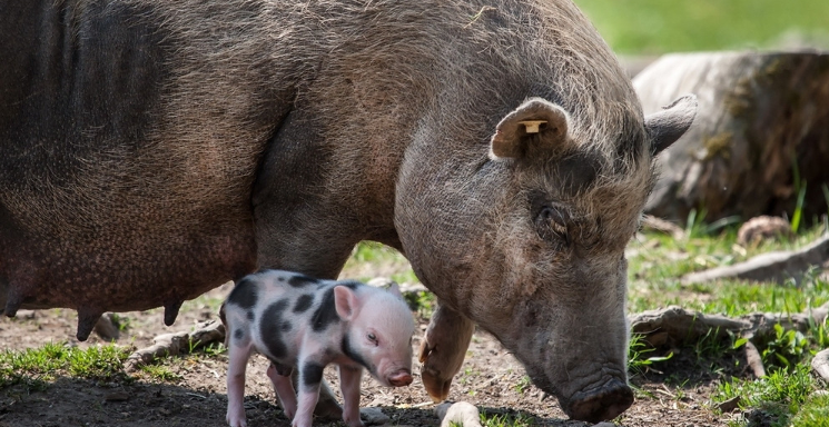 新疆人为什么不吃猪肉
