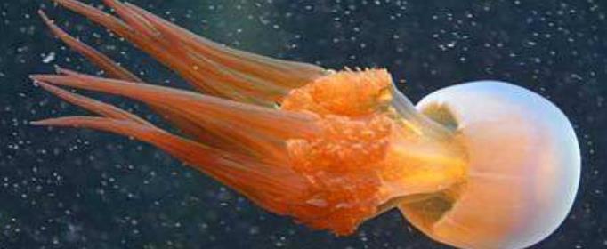 为什么海蛰会螫人