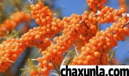 沙棘果的功效和作用有哪些