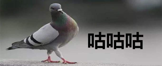 咕咕咕是什么梗