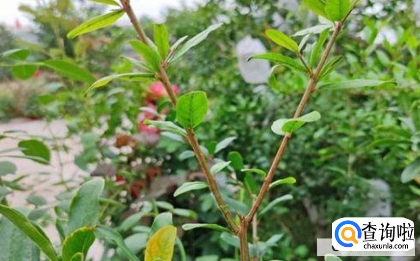 石榴树移栽后不发芽原因和处理方法