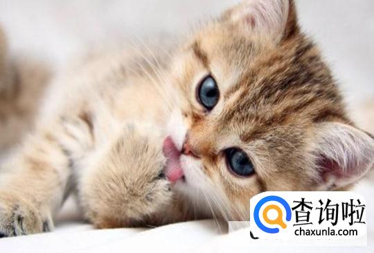 猫把屎拉在猫砂盆外面怎么处理