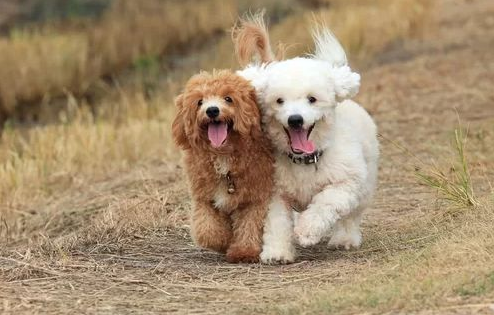 世界名犬排行榜前十