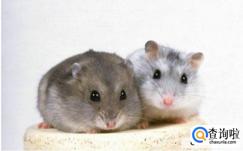 养什么动物不吵不脏不臭