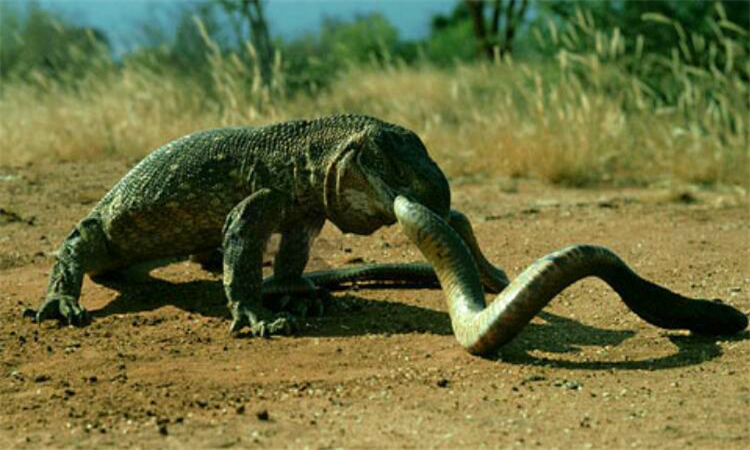 什么是冷血动物