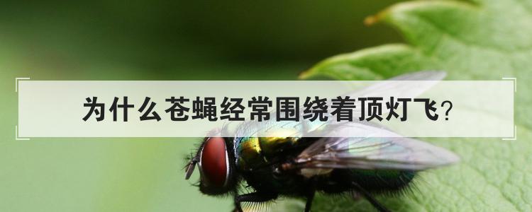 为什么苍蝇经常围绕着顶灯飞