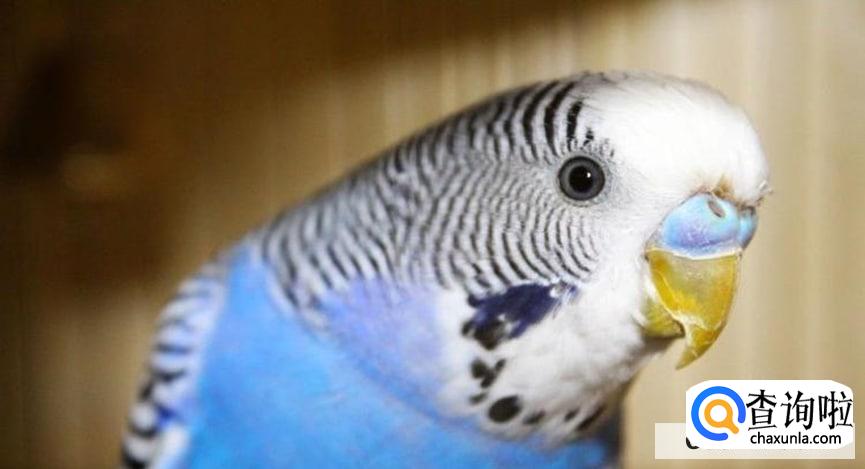 新手养殖虎皮鹦鹉的诀窍