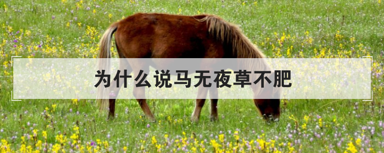 为什么说马无夜草不肥