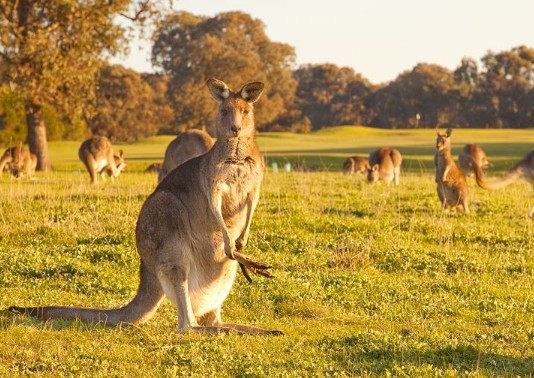 袋鼠的尾巴有什么作用