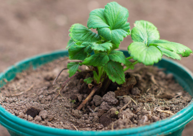 草莓怎么种