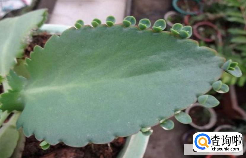 落地生根怎么养