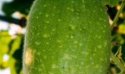 减肥食品排行榜10强