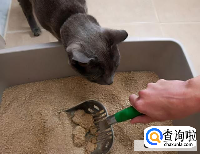 猫咪拉稀怎么办