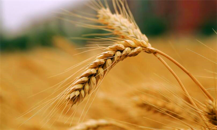 芒种是什么意思