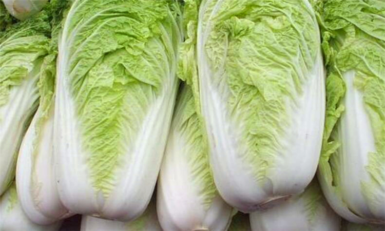 白菜会氧化吗