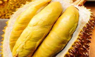 如何选榴莲皮薄肉多