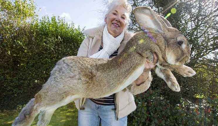 世界上最大的兔子