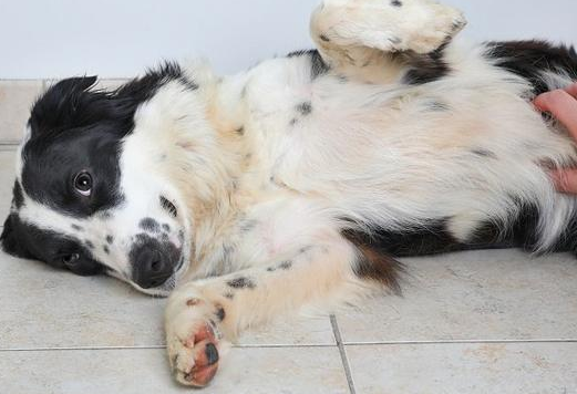 小狗拉稀怎么办