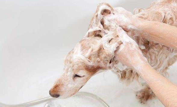 狗狗身上有跳蚤怎么办