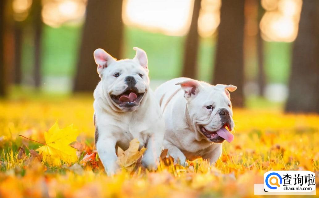 狗狗咳嗽干呕发出咔咔咔的声音怎么办