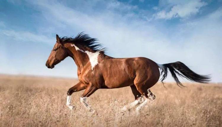 十五天涯共明月是什么生肖