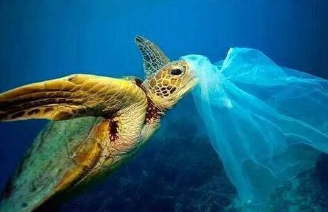 世界上最大的乌龟