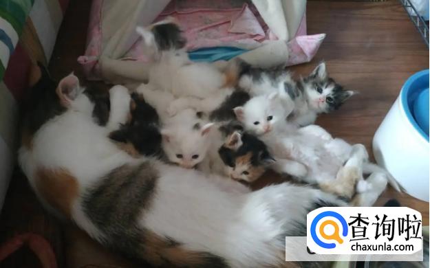 刚生下的小猫需要怎么护理