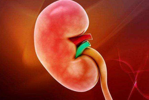 五脏六腑指的是什么