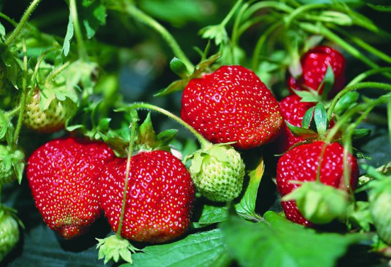草莓的营养价值