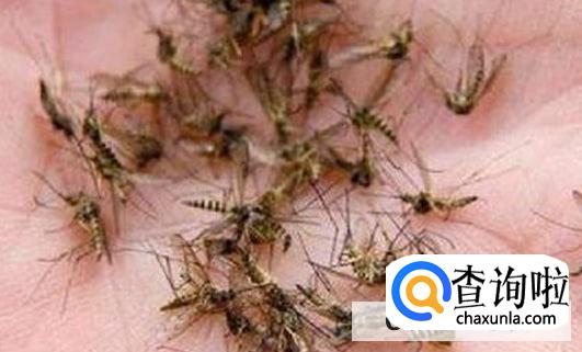 晚上睡觉蚊子多怎么处理