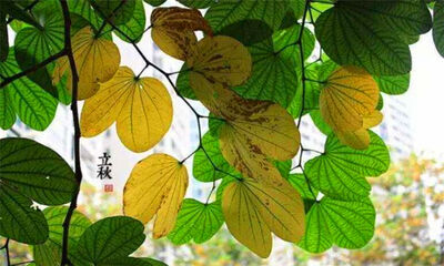 立秋是什么意思