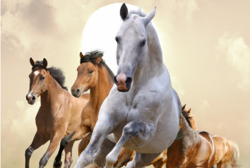 骡子和马的区别