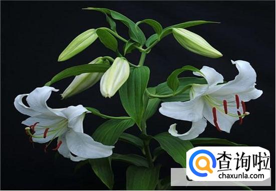 闺蜜订婚送什么花