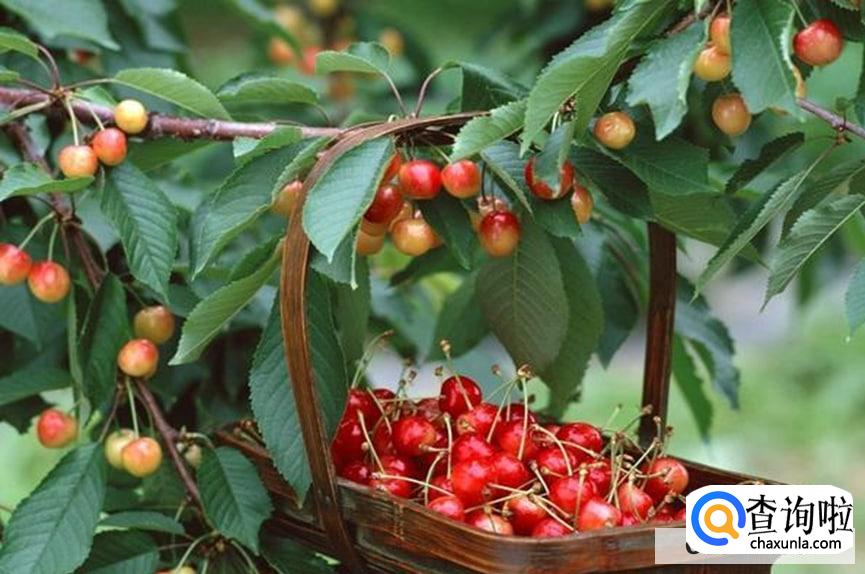 樱桃怎么吃最合适