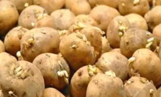 龙葵素加热会分解吗