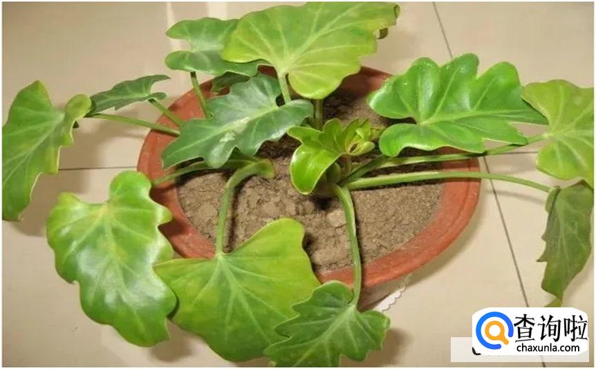 春羽怎么样才会更旺盛