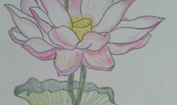 如何画完全盛开的荷花