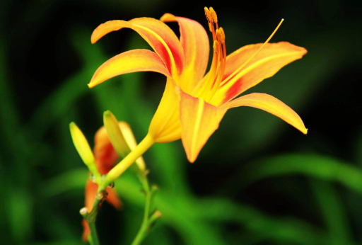 母亲节送花送什么花