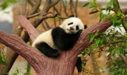 熊猫喜欢干什么