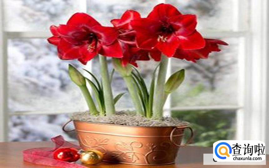 朱顶红怎么养种球才会越大越好