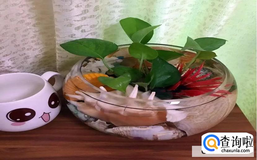 如何纠正猫咪破坏植物