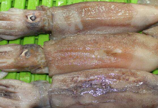 乌贼和章鱼的区别