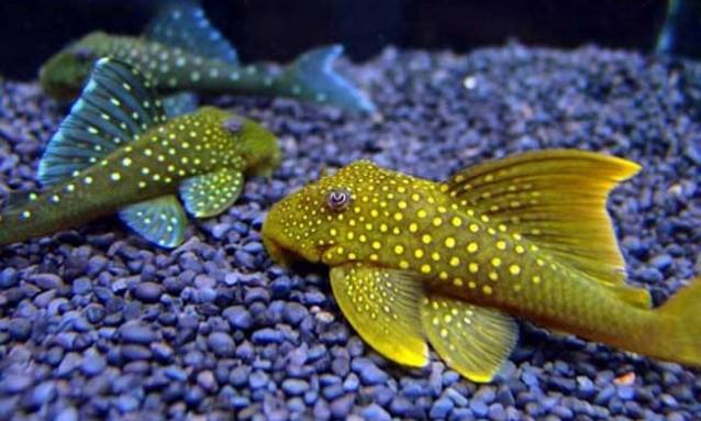 清道夫有什么危害