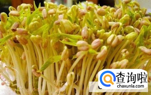 豆芽的生长过程注意事项